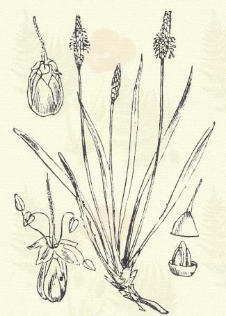 Tojásdad murvái hártyás szélűek. Pártája halványsárga. Terem seregesen hazánk szíkes mezőin. 6 9. Homoki utilapu. Plantago arenaria W. et K.