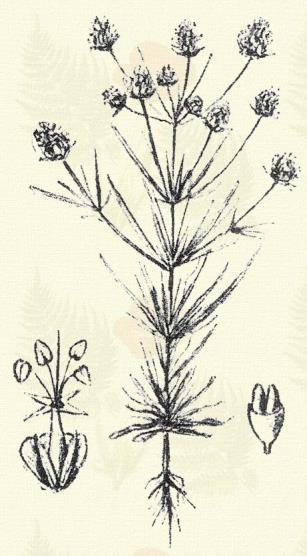 Más honi fajok: P. atissima L., Cornuti Gouan., gentianoides Sm., maxima Juss., montana Lam., rubens Host (sericea W. et K.), Schwarzenbergiana Schur., sibirica Poir., tenuiflora W. et K., carinata Schrad.