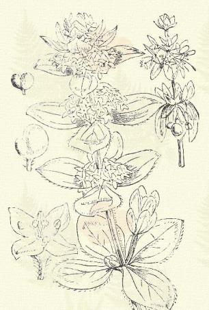 Tejoltó galaj. Galium verum L. (Szt.-Antal-, Szt.-Iván-, Szt.-János virága, kásafű, tejzsugorító fű, tejoltó. Szent Iván seprűje. Term. r.: Galajfélék. Rubiaceae.) 7. t. 1. k. Évelő. 10 100.