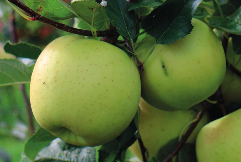 Luna Származás: Csehországban, a Kísérleti Botanikai Intézet Strizovicei kísérleti állomásán állították elő, a Topaz x Golden Delicious keresztezésével.