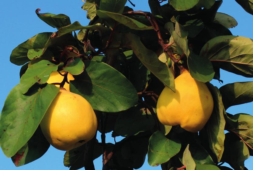 Bereczki bőtermő Származás: Bereczki Máté, a híres gyümölcsész találta Kiskunfélegyházán 1883-ban. A fajta eredeti megnevezése felfedezője után Bereczki birs volt. Feltehetően a II.