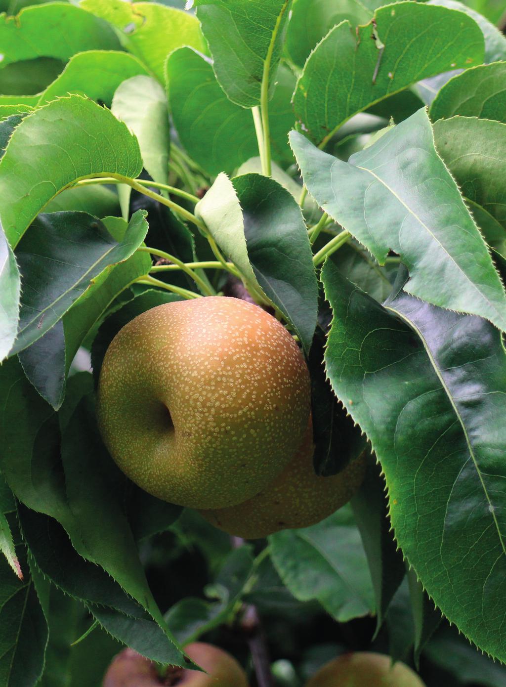 Frissáruként különleges megjelenésűek. A vizsgált fajták esetében a gyümölcs alakja lapított, gömbölyded, almára emlékeztető. A gyümölcsök mérete az alma fajták mérettartományához hasonló.