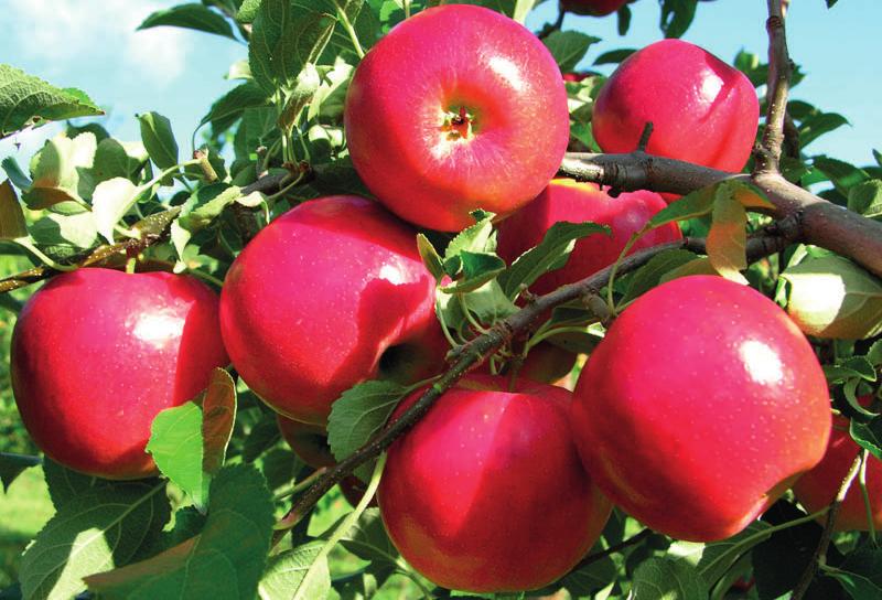 Coop 39 márkanév: Crimson Crips Származás: Az Egyesült Államokban állították elő. Rezisztencia forrásként a Malus floribunda 821 szolgált.