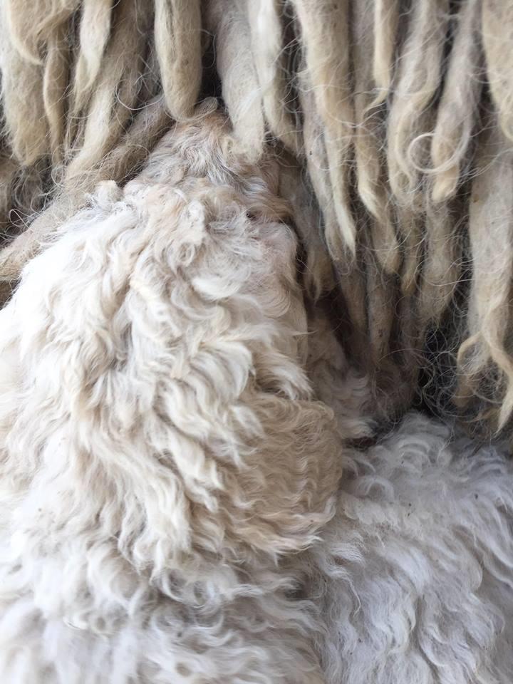 2017 Komondor, a magyar kincs c.