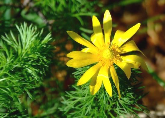 Növények: Epergyöngyike: A jászfelsőszentgyörgyi öregerdőn a 212. évben tömeges virágzása volt tapasztalható. Állománya becslés alapján mintegy 5 tő.