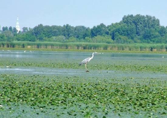 117 A Tisza-tó területe mind fészkelő, mind vonuló és pihenő helyként fontos szerepet tölt be a hazai vizes élőhelyek között.