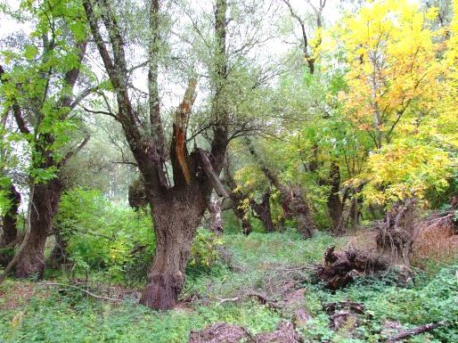 A törökszentmiklósi gémtelepen 13 pár szürke gém fészkelt. Az elmúlt években mindkét területen, helyenként nagyobb arányban, tájidegen cserje- és fafajok előretörése tapasztalható.