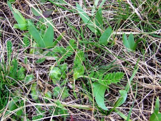 Törpe nőszirom szártalan csűdfű virágzás előtt Nádas élőhely A szikes puszták növényvilága fajokban sokkal szegényesebb, mint a löszpuszta, de az erdélyi útifű (Plantago schwarzhenbergiana) és a
