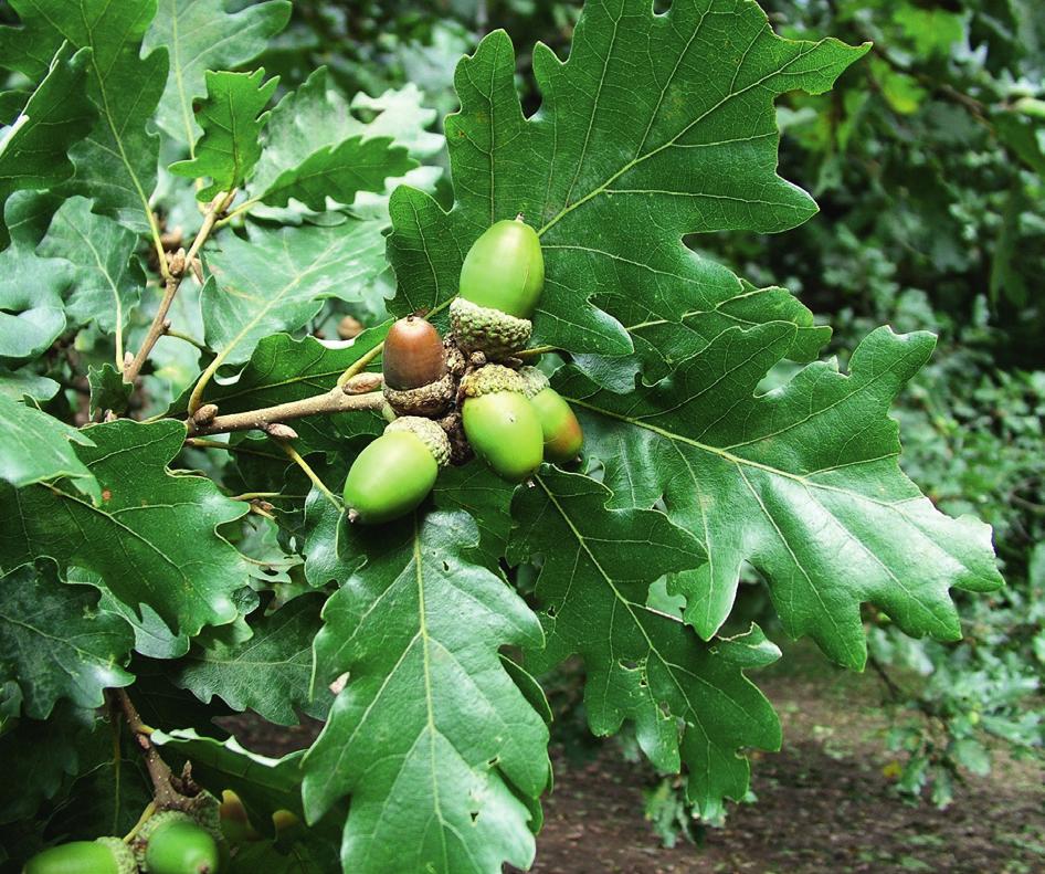 Fák, cserjék Acer campestre mezei juhar Acer negundo zöld juhar Acer platanoides korai juhar Acer pseudoplatanus hegyi juhar Aesculus hippocastanum vadgesztenye Carpinus betulus gyertyán(fa) Cerasus