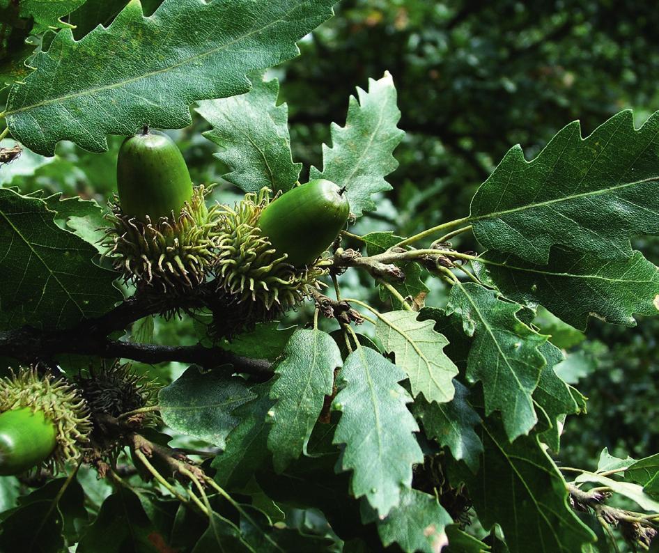 laevigata cseregalagonya Crataegus monogyna egybibés galagonya Euonymus europaeus csíkos kecskerágó Euonymus verrucosus bibircses kecskerágó Fraxinus excelsior magas kőris Fraxinus ornus virágos