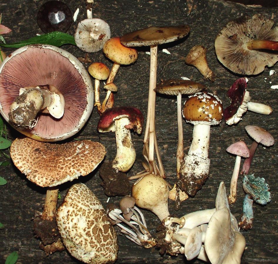 2015. február GYÓGYSZERÉSZET Bromus erectus sudár rozsnok Bupleurum falcatum sarlós buvákfű Campanula persicifolia baracklevelű harangvirág Centaurea pannonica magyar imola Centaurea sadleriana budai