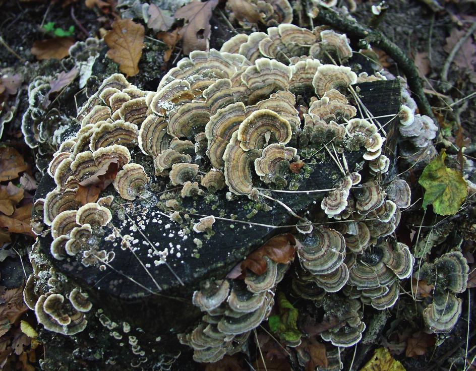 erdei gyömbérgyökér Heracleum sphondylium medvetalp Hypericum hirsutum borzas orbáncfű Hypericum perforatum közönséges orbáncfű Hypochaeris radicata kacúros véreslapu Impatiens parviflora kisvirágú