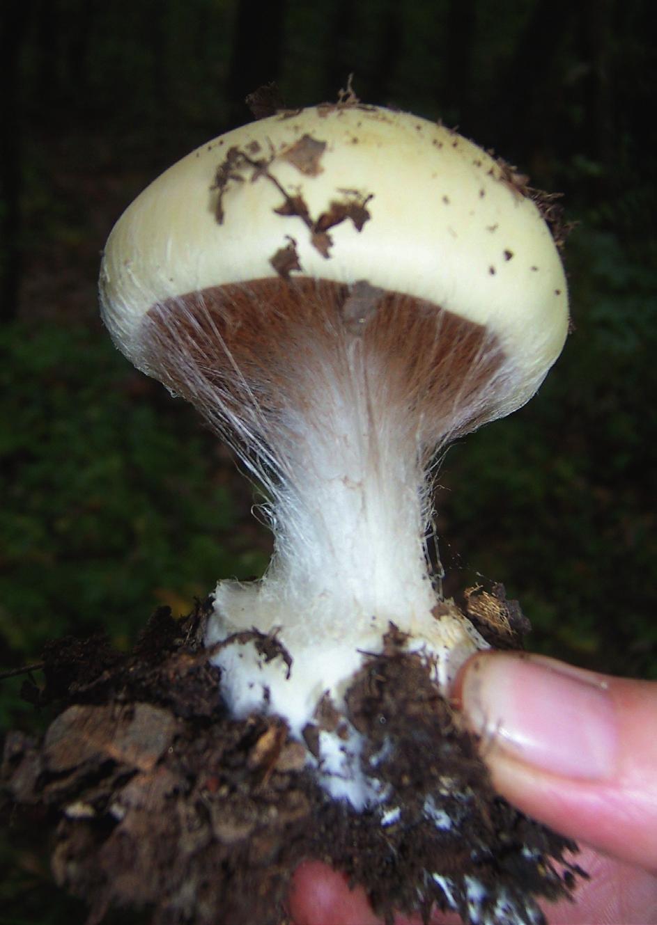 magyar lóhere Urtica dioica nagy csalán Vinca minor kis télizöld 2015.
