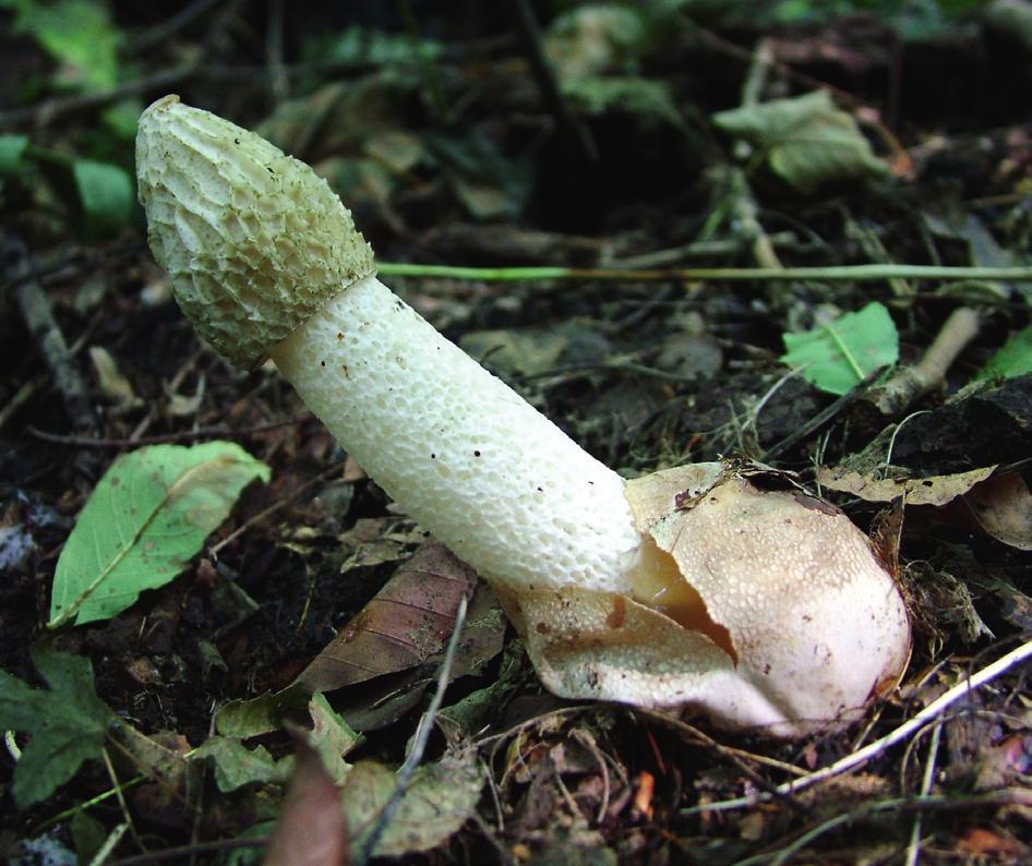 selymes susulyka (X mérgező) Inocybe geophylla var.