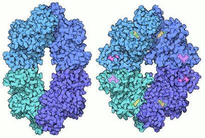 A glükolízis lépései PK enzim An x-ray crystallography image of
