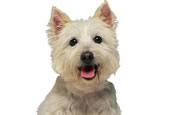és a vörösvérsejtekben Előfordulás kutyákban: westie,