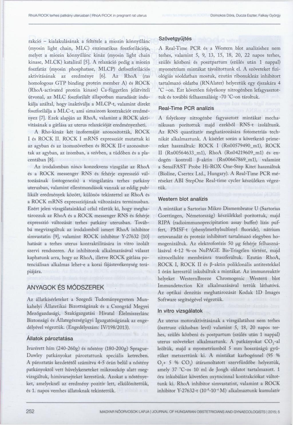 rakció kialakulásának a feltétele a miozin könnyűlánc (myosin light chain, MLC) enzimatikus foszforilációja, melyet a miozin könnyűlánc kináz (myosin light chain kinase, MLCK) katalizál [5].