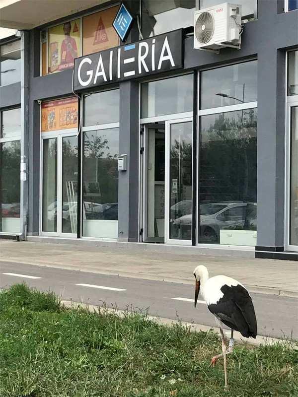 Kele Kótya elindult 2017. május 24-én a természetvédelmi őrszolgálat értesítést kapott, hogy Vajszlón, a Kossuth Lajos utca egyik kertjében találtak egy gólyafiókát.