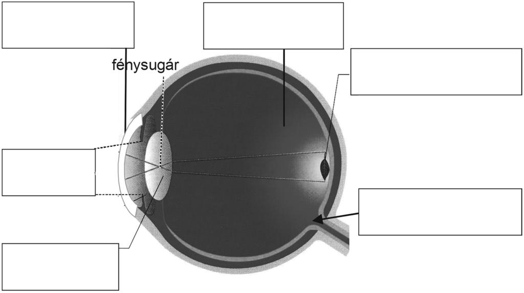 X. Szemészeti vizsgálat 10 pont Egy szemészeti vizsgálati lap az alábbiakat tartalmazza (a latin kifejezések mellett zárójelben megadtuk magyar megfelelőiket is): Cornea (szaruhártya) : csillogó,