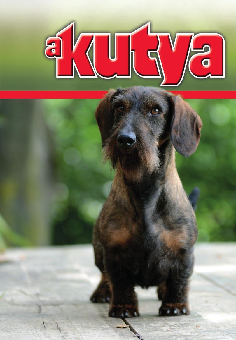 A hónap kutyája: A Tacskó - PDF Free Download