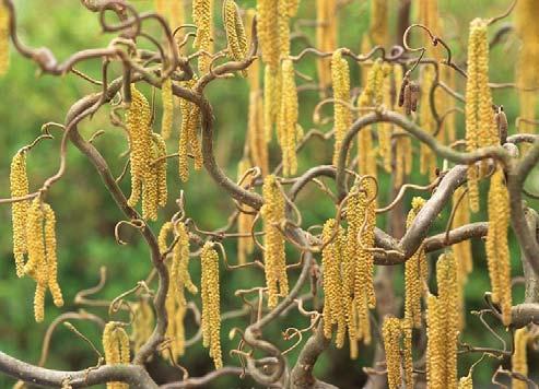hatást keltenek. Cserjék közül javasolható a közönséges fagyal (Ligustrum vulgare), mely kifejezetten ellenálló, igénytelen; a somok (Cornus mas, C. sanguinea) és fajtáik pl.