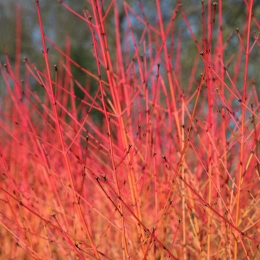 Két különleges mogyoró (Corylus avellana) fajta is ajánlható, a csavarodott ágrendszerű Contorta, és a sötétvörös lombozatú Fuscorubra Megjelenhet a kertekben változatos formában