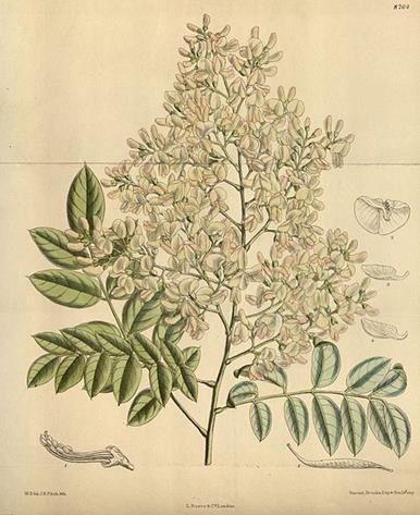 SOPHORAE FLOS - (közönséges) japánakác virág Sophora japonica L. (Fabaceae) Távol-Keletről származó faj. Hazánkban sétányok, utak mellé, parkokba gyakran ültetik. Nagy termetű, terebélyes koronájú fa.