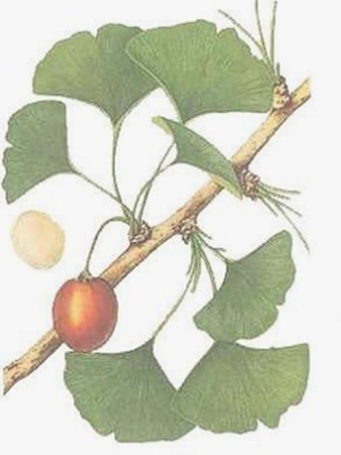 GINKGO FOLIUM páfrányfenyőlevél Ginkgo biloba L. (Ginkgoaceae) A páfrányfenyő a nemzetség egyetlen képviselőjeként egy igazi élő kövület. Őshazája Dél-Kína. A 18. században telepítették be Európába.