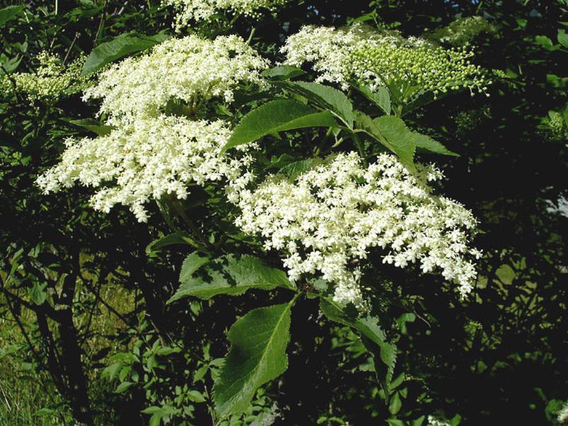 SAMBUCI FLOS - bodzavirág Sambucus nigra L.