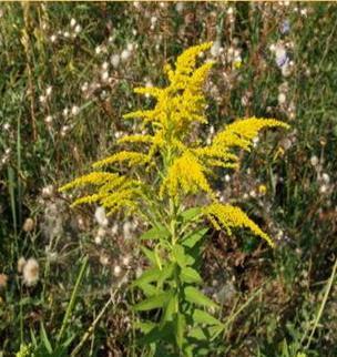 SOLIDAGO VIRGAUREAE HERBA, Ph. Hg. VIII.