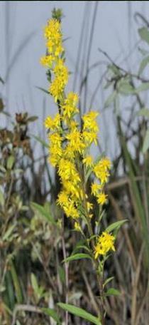 - kanadai és magas aranyvessző virágos hajtás Solidago virgaurea L. közönséges aranyvessző S.