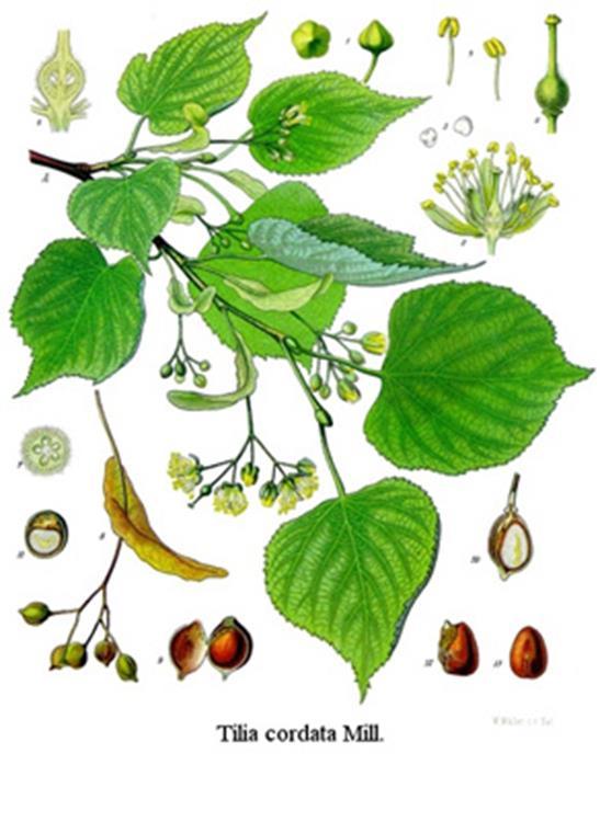 TILIAE FLOS - hársfavirág Tilia cordata Miller kislevelű hárs, T. platyphyllos Scop. nagylevelű hárs (Tiliaceae) A hársfajok meleg égövi, csak részben mérsékelt égövi növények.