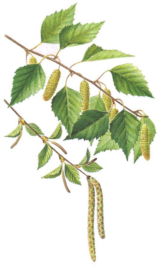 BETULAE FOLIUM, Ph. Hg. VIII. - nyírfa levél Betula pendula Roth. (syn. Betula verrucosa Ehrh.) közönséges nyír B. pubescens Ehrh.