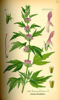 LEONURI CARDIACAE HERBA, PH. Hg. VIII. - szúrós gyöngyajak virágos hajtás Leonurus cardiaca L.