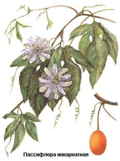 PASSIFLORAE HERBA Ph. Hg. VIII. - észak-amerikai golgotavirág hajtás Passiflora incarnata L. (Passifloraceae) A golgotavirág Közép- és Dél-Amerikában honos, szubtrópusi faj.