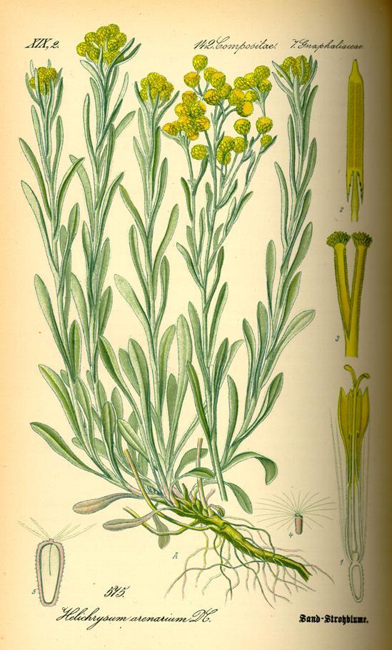 HELICHRYSI FLOS - homoki szalmagyopár virág Helichrysum arenarium (L.) Mönch. (Asteraceae) Közép-európai faj.