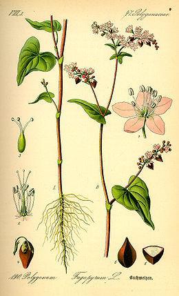 FAGOPYRI HERBA, Ph. Hg. VIII. - közönséges pohánka virágos hajtás Fagopyrum esculentum Moench (Polygonaceae) A közönséges pohánka Közép-Ázsiából származik.