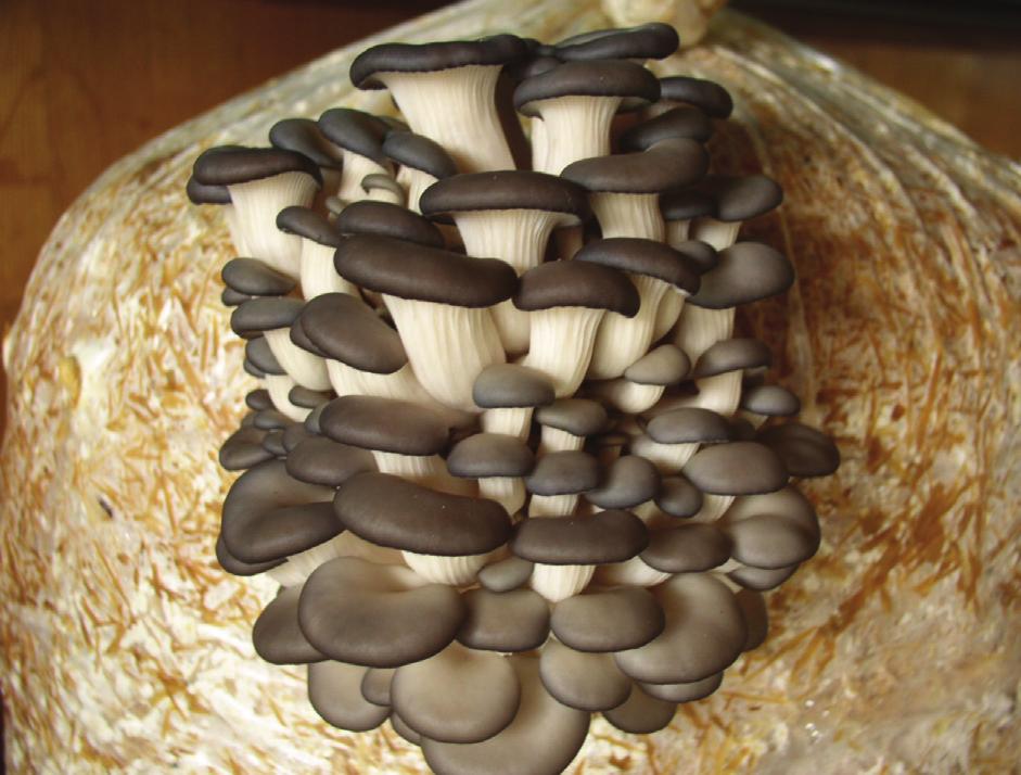 476 GYÓGYSZERÉSZET 2014. augusztus 4. ábra: Ördögszekér laskagomba (Pleurotus eryngii) 5.
