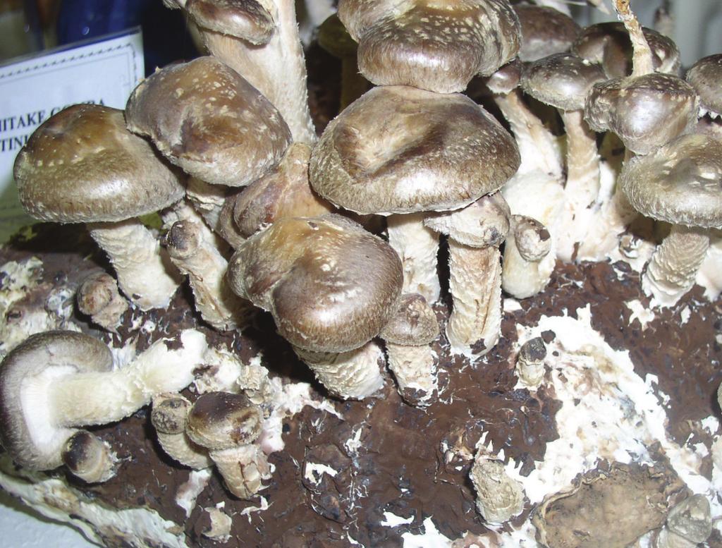 2014. augusztus GYÓGYSZERÉSZET 6. ábra: Shii take gomba (Lentinula edodes) sában van, hiszen pl.