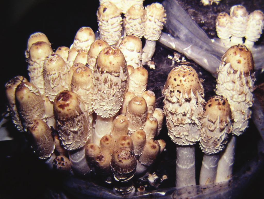 478 GYÓGYSZERÉSZET 2014. augusztus 8. ábra: A gyapjas tintagomba (Coprinus comatus) vábbi inhibitor vegyületet, a Fudan-Yueyang G. lucidum-ot is izolálták a gombából.