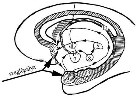 Szabályozó rendszerek ezen működések beindításakor. A két agyfélteke a corpus callosumon keresztül kommunikál egymással.