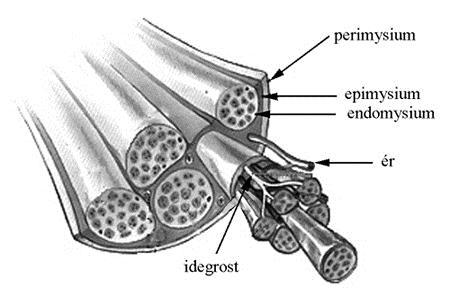 Mozgásrendszerek Az izmok felszínét a saját kötőszöveti hüvelyükön kívül, még egy kötőszövetes izompólya (fascia) is borít.