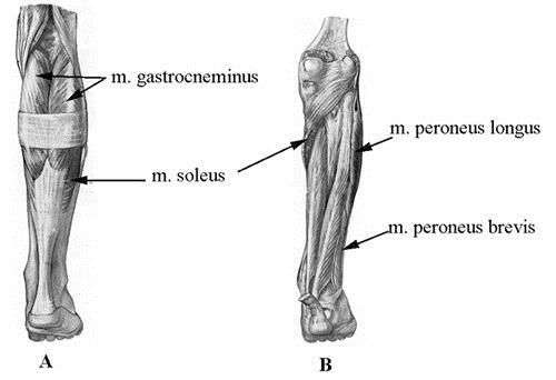 Mozgásrendszerek 5.49. ábra - Felszínes (A) és mélyfekvésű (B) lábizmok A hosszú lábujjakat feszítő izom (m. extensor digitorum longus). A lábszárizmok laterális tagja.