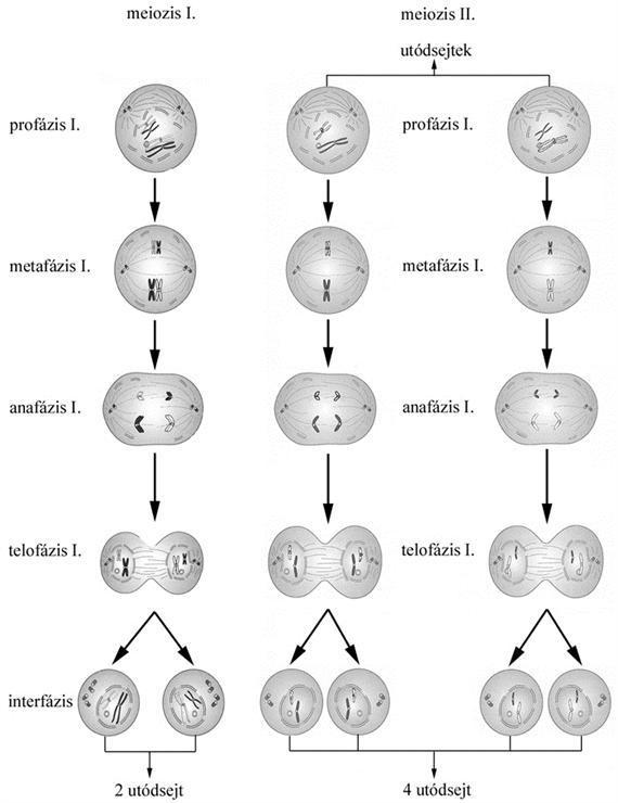 A sejt profázis akár több hétig vagy hónapig is tartó folyamat lehet. A kromoszómák az egyenlítői síkba rendeződnek, majd a homológ kromoszómák párokat képeznek.