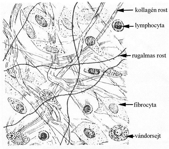 3. ábra - Mesenchyma 1: mesothel, 2: nyúlványos mesenchyma sejt, 3: sejtközötti állomány, 4: kapilláris, 5: osztódó mesenchyma sejt A kötőszövetek csoportosíthatók, s így beszélhetünk: valódi