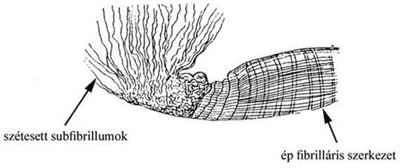 Több száz subfibrillum alkot egy fibrillumot. A fibrillumok szintén nem egyszerűen az ín hossztengelyével párhuzamosan futnak, hanem hosszirányban keresztezik egymást. A fibrillumok kb.