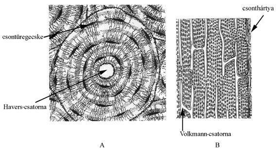 Alapszövetek lemezrendszer (laminae speciales) együtt egy osteont ad (3.13. ábra, A. kép). Ezek a tömörcsontszövet középső részén figyelhetők meg. A Havers-csatornákban erek találhatók.