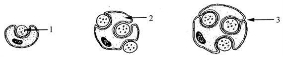 Alapszövetek 3.41. ábra - Shwann-sejtes idegrost kialakulása 1: idegrost, 2: Schwann-sejt, 3: mesaxon 2./ Schwann-myelin hüvelyes rostok.