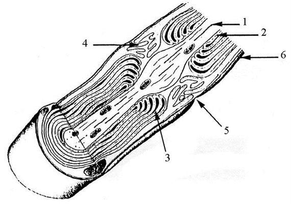 Alapszövetek 1: axon, 2: axolemma, 3: Schwann-sejt nyúlványok, 4: interdigitáló nyúlványok, 5: Ranvier-féle befűződés, 6: bazális membrán A velőshüvely külső felszínén igen vékony plasmaszegély és