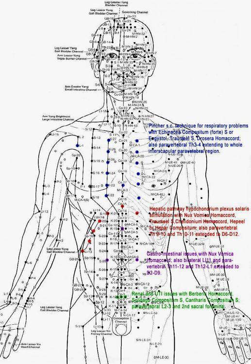 II. Az akupunktúra Csatornák 12 ősi csatorna A 12 holdhónap és a nap 24 órájának kétórás ciklusai a kínai testmodellben összekapcsolhatók a 12 szervvel és 12 csatornával A csatornák és a szervek az